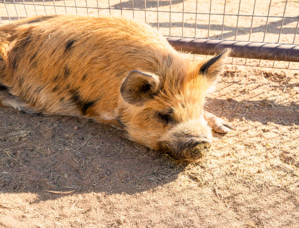 Kunekune pig lying in the sun inside a petting zoo enclosure